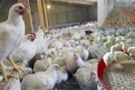 شیوع مجدد آنفلوآنزای مرغی در شهرهای شمالی
