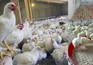 رد پای آنفولانزای مرغی در تبریز!