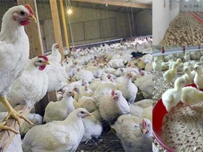 رد پای آنفولانزای مرغی در تبریز!