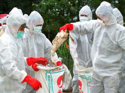 واکنش معاون درمان دانشگاه علوم پزشکی تبریز به خبر رد پای آنفولانزای مرغی در تبریز
