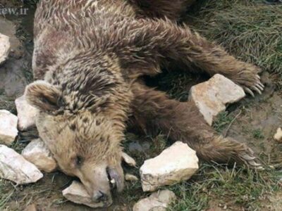 قتل بیرحمانه یک خرس در کرمانشاه+تصاویر