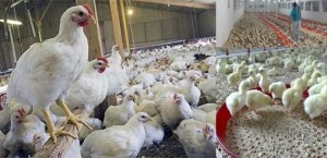 شیوع آنفلوآنزای مرغی در بین ماکیان آذربایجان‌شرقی‌