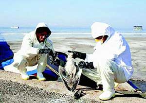 مرگ مرموز ۲۰۰۰ پرنده در اطراف دریاچه ارومیه
