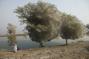 Spiderweb-cocooned-trees-in-Pakistan