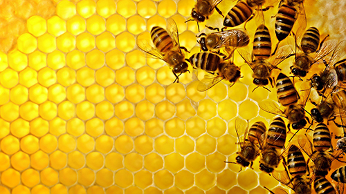 کاهش ۲۰درصدی عسل تولیدی دراستان آذربایجان شرقی