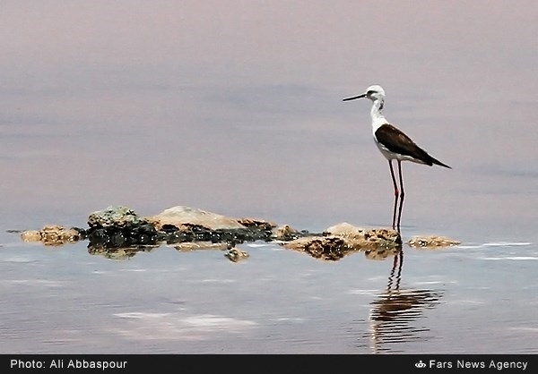 وضعیت منابع آبی دریاچه ارومیه بسیار خطرناک است!