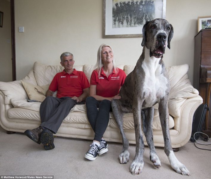 غول پیکرترین سگ دنیا (تصاویر)