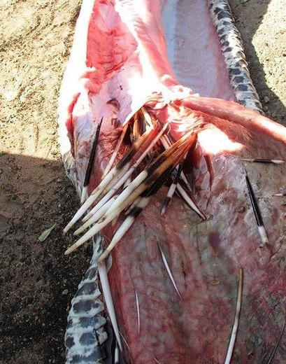 تصاویر: مار پیتون با خوردن جوجه تیغی خودکشی کرد