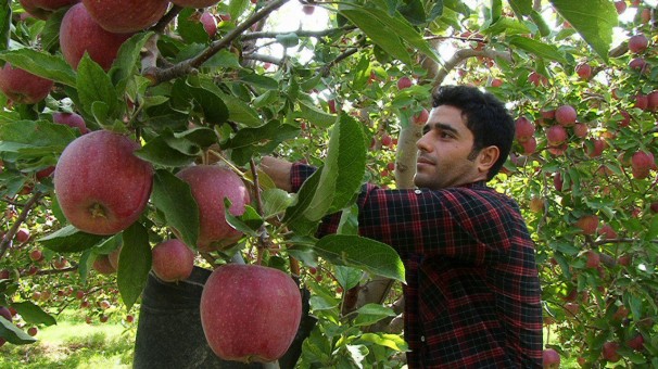 رکورد جدید باغدار مراغه ای در تولید سیب مراغه
