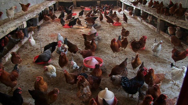 شیوع آنفلوانزای مرغی در آذربایجان شرقی در فضای مجازی کذب است