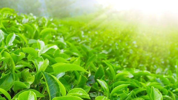 چای سبز سلاح جدیدی در برابر سرطان