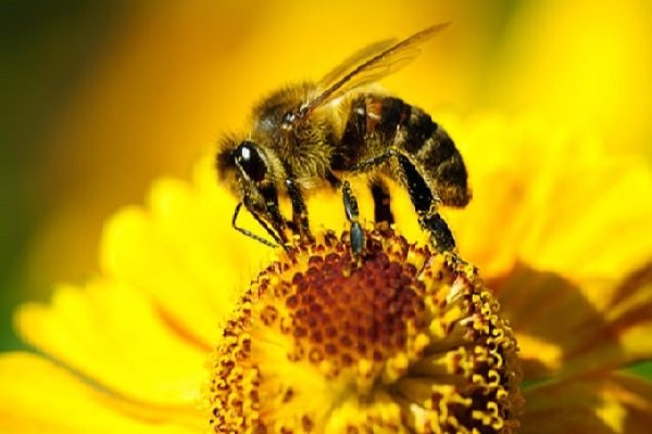 آذربایجان‏‎غربی اولین استان دارای زنجیره‌های تولید عسل