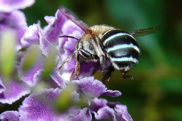 تولید پلاستیکِ دوستدار محیط زیست توسط زنبورها