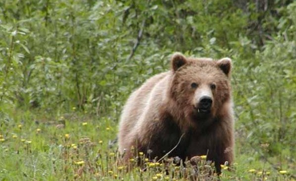 انجام تحقیقات برای شناسایی شکارچی متخلف خرس قهوه‎ای در اهر