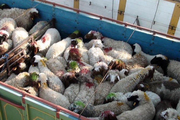 کشف ۲۹۰ راس گوسفند قاچاق در ملکان