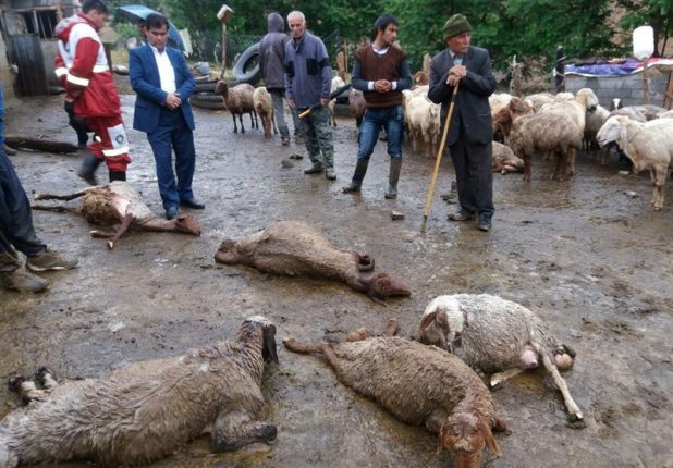 تلف شدن ۵۰ راس گوسفند بر اثر بارش باران در بستان‌آباد