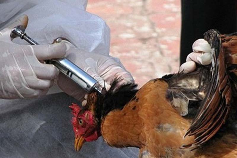 تایید مشاهده آنفلوآنزای پرندگان در آذربایجان شرقی
