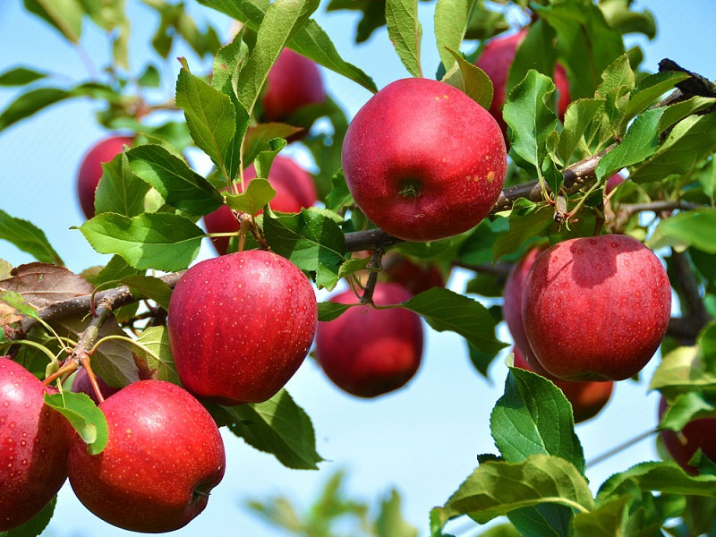 برداشت ۵۰ هزار تن سیب از باغات هشترود
