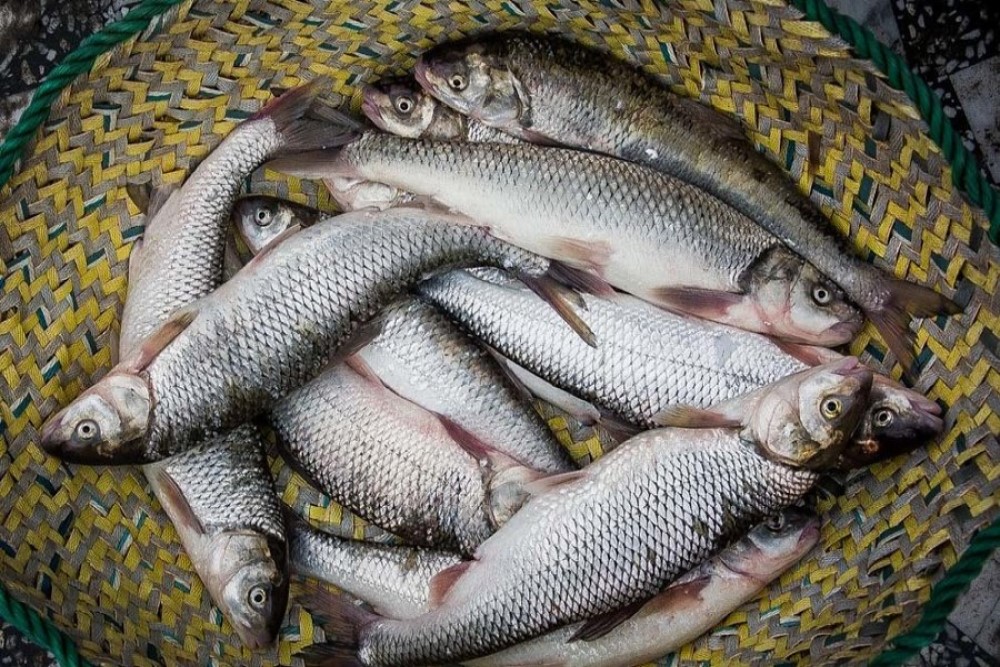 افزایش ۳۰ درصدی تولید ماهی قزل آلا در مراغه