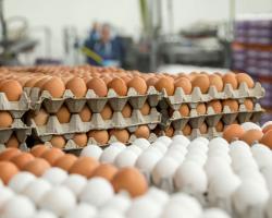 کشف انبار احتکار تخم مرغ در اهر