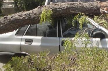 مرگ زن جوان بر اثر سقوط درخت در مرند