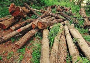 کشف ۱۲۰ اصله درخت جنگلی قطع شده در شهرستان کلیبر