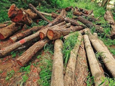 ۲۴ تن چوب جنگلی قاچاق در کلیبر کشف و ضبط شد