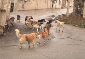 جولان سگ ها در تبریز پیش چشم مسوولان