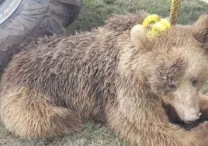 بازداشت عامل کشتن خرس در استان اردبیل