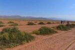 بوته کاری در ۳ هزار و ۸۲۵ هکتار حاشیه دریاچه ارومیه
