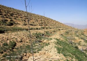 کاشت ۱۰ هزارو ۲۰۰ اصله نهال در مجموعه تفرجگاهی آرپادره‌ سی