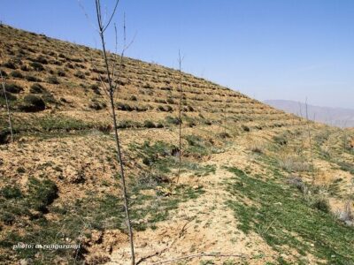 کاشت ۱۰ هزارو ۲۰۰ اصله نهال در مجموعه تفرجگاهی آرپادره‌ سی