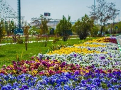 ۹ میلیون بوته گل در تبریز کاشته شد