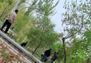 معضل سگ‌گردانی در پارک‌های تبریز!