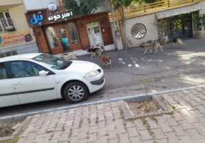جولان سگ‌های ولگرد در ولیعصر پارک پروین اعتصامی!