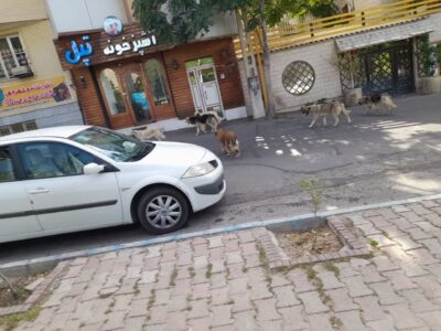 جولان سگ‌های ولگرد در ولیعصر پارک پروین اعتصامی!