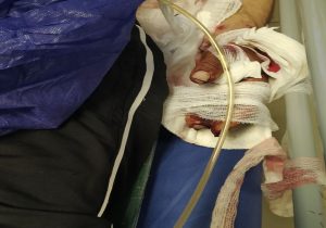 حمله خرس به چوپان در هوراند