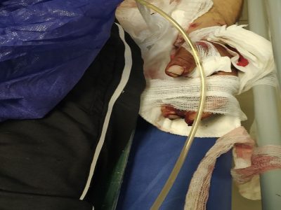 حمله خرس به چوپان در هوراند