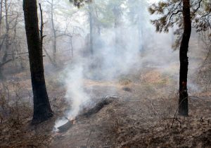 نابودی بیش از ۱۰۰ هکتار از جنگل‌های دیزمار