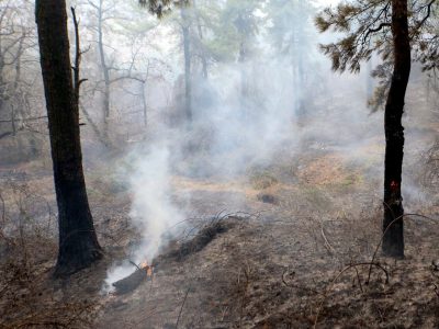 نابودی بیش از ۱۰۰ هکتار از جنگل‌های دیزمار